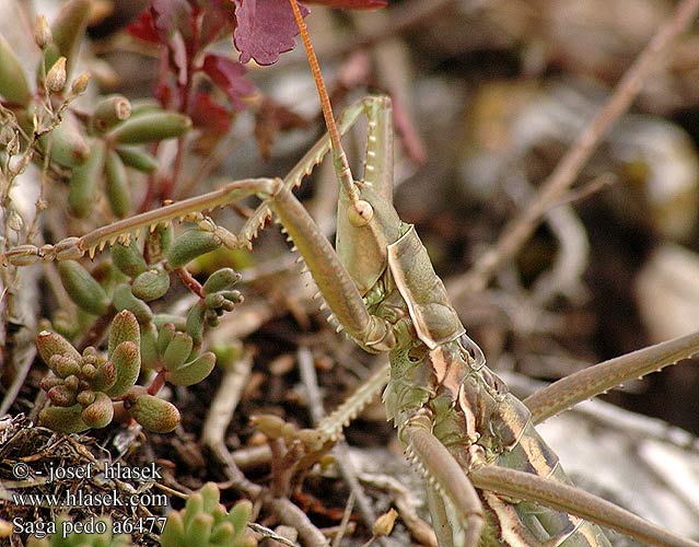 Saga pedo Pasikonik Saga stepowy stepná Kobylka sága Cosasul Cal stepa Дыбка степная Kobilica žagarica Matriarchal Matryarche katydid Magicienne dentelée Fűrészlábú szöcske Große Sägeschrecke