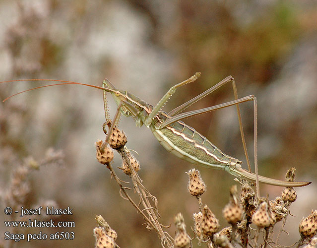 Saga pedo Kobylka sága Cosasul Cal stepa Дыбка степная Kobilica žagarica Matriarchal Matryarche katydid Magicienne dentelée Fűrészlábú szöcske Große Sägeschrecke Pasikonik Saga stepowy stepná