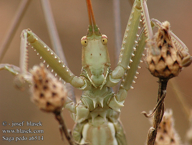 Saga pedo Дыбка степная Kobilica žagarica Matriarchal Matryarche katydid Magicienne dentelée Fűrészlábú szöcske Große Sägeschrecke Pasikonik Saga stepowy stepná Kobylka sága Cosasul Cal stepa