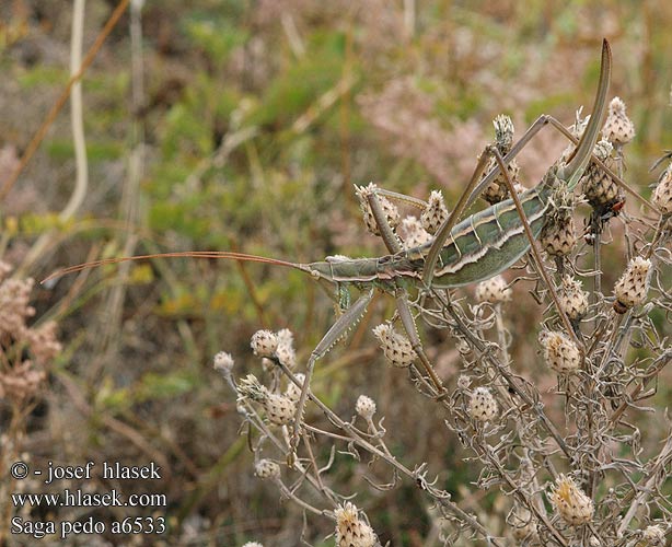 Saga pedo Kobilica žagarica Дибка степова Matriarchal Matryarche katydid Magicienne dentelée Fűrészlábú szöcske Große Sägeschrecke Pasikonik Saga stepowy stepná Kobylka sága Cosasul Cal stepa Дыбка степная