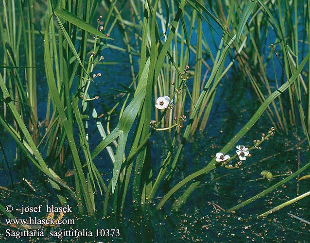 Sagittaria sagittifolia Arrowhead Pystykeiholehti Yleinen keiholehti