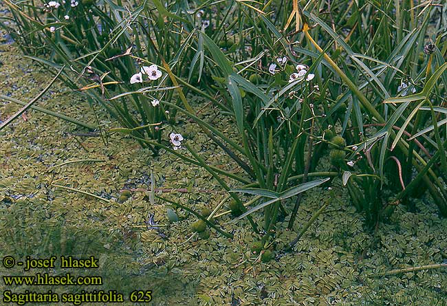 Šípatka vodní Pilblad Almindelig Pilblad Sagittaire feuilles flèche