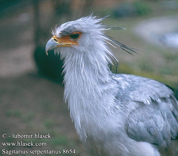 Sagittarius serpentarius Secretary Bird Sekretærfuglen Sihteeri Messager sagittaire Secretarisvogel Serpentario Kigyász keselyű kigyászkeselyű Sekretär Sekretarz Hadilov písař Secretario Sekreterarfågel Sekretarisvoël Птица Секретарь Птица-секретар ヘビクイワシ Hadožrút nohatý