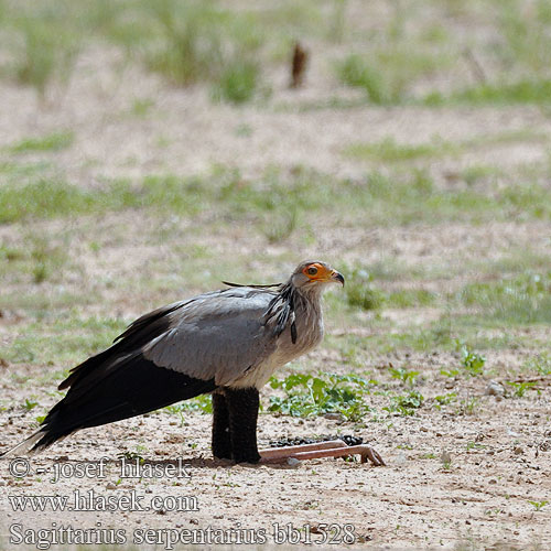 Sagittarius serpentarius Secretary Bird Sekretærfuglen Sihteeri Messager sagittaire Secretarisvogel Serpentario Kigyász keselyű kigyászkeselyű Sekretär Sekretarz Hadilov písař Secretario Sekreterarfågel Sekretarisvoël Mampfana Karani Tamba Hungwe iNtungunono Ingxangxosi Птица Секретарь Птица-секретар ヘビクイワシ Hadožrút nohatý Птица секретар Katip Kuşu 蛇鹫 鹭鹰 秘书鸟 Sekretærfugl Kígyászkeselyű Pasărea secretar