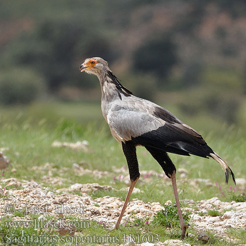 蛇鹫 鹭鹰 秘书鸟 Sekretærfugl Kígyászkeselyű Pasărea secretar Sagittarius serpentarius Secretary Bird Sekretærfuglen Sihteeri Messager sagittaire Secretarisvogel Serpentario Kigyász keselyű Kigyászkeselyű Sekretär Sekretarz Hadilov písař Secretario Sekreterarfågel Sekretarisvoël Mampfana Karani Tamba Hungwe iNtungunono Ingxangxosi Птица Секретарь Птица-секретар ヘビクイワシ Hadožrút nohatý Птица секретар Katip Kuşu