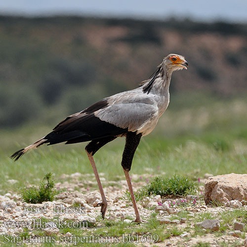 Pasărea secretar Sagittarius serpentarius Secretary Bird Sekretærfuglen Sihteeri Messager sagittaire Secretarisvogel Serpentario Kigyász keselyű Kigyászkeselyű Sekretär Sekretarz Hadilov písař Secretario Sekreterarfågel Sekretarisvoël Mampfana Karani Tamba Hungwe iNtungunono Ingxangxosi Птица Секретарь Птица-секретар ヘビクイワシ Hadožrút nohatý Птица секретар Katip Kuşu 蛇鹫 鹭鹰 秘书鸟 Sekretærfugl Kígyászkeselyű