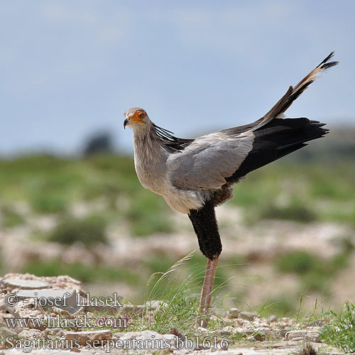 Secretary Bird Sekretærfuglen Sihteeri Messager sagittaire Secretarisvogel Serpentario Kigyász keselyű Kigyászkeselyű Sekretär Sekretarz Hadilov písař Secretario Sekreterarfågel Sekretarisvoël Mampfana Karani Tamba Hungwe iNtungunono Ingxangxosi Птица Секретарь Птица-секретар ヘビクイワシ Hadožrút nohatý Птица секретар Katip Kuşu 蛇鹫 鹭鹰 秘书鸟 Sekretærfugl Kígyászkeselyű Pasărea secretar Sagittarius serpentarius