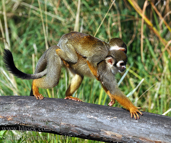 Saimiri sciureus Kotul veverovitý Common Squirrel Monkey Gewöhnlicher Totenkopfaffe Обыкновенная беличья обезьяна Oravasaimiri 松鼠猴 Saïmiri commun 커먼다람쥐원숭이 Voverinis saimiris Grijsgroen doodshoofdaapje コモンリスザル Ekornape Macaco-de-cheiro Chipuru Mona esquirol comuna Mágíłtsooí bináázhiní Íkornaapur Scimmia dello scoiattolo Mono ardilla común