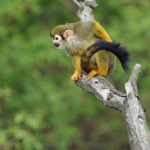 松鼠猴 Saïmiri commun 커먼다람쥐원숭이 Voverinis saimiris Grijsgroen doodshoofdaapje コモンリスザル Ekornape Macaco-de-cheiro Chipuru Mona esquirol comuna Mágíłtsooí bináázhiní Íkornaapur Scimmia dello scoiattolo Mono ardilla común Saimiri sciureus Kotul veverovitý Common Squirrel Monkey Gewöhnlicher Totenkopfaffe Обыкновенная беличья обезьяна Oravasaimiri