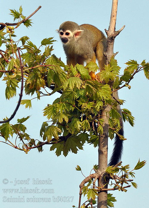 コモンリスザル Ekornape Macaco-de-cheiro Chipuru Mona esquirol comuna Mágíłtsooí bináázhiní Íkornaapur Scimmia dello scoiattolo Mono ardilla común Saimiri sciureus Kotul veverovitý Common Squirrel Monkey Gewöhnlicher Totenkopfaffe Обыкновенная беличья обезьяна Oravasaimiri 松鼠猴 Saïmiri commun 커먼다람쥐원숭이 Voverinis saimiris Grijsgroen doodshoofdaapje