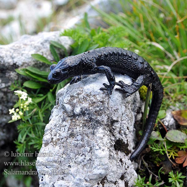 Salamandra atra Alpen Salamander Alpine Salamander Salamandra nera