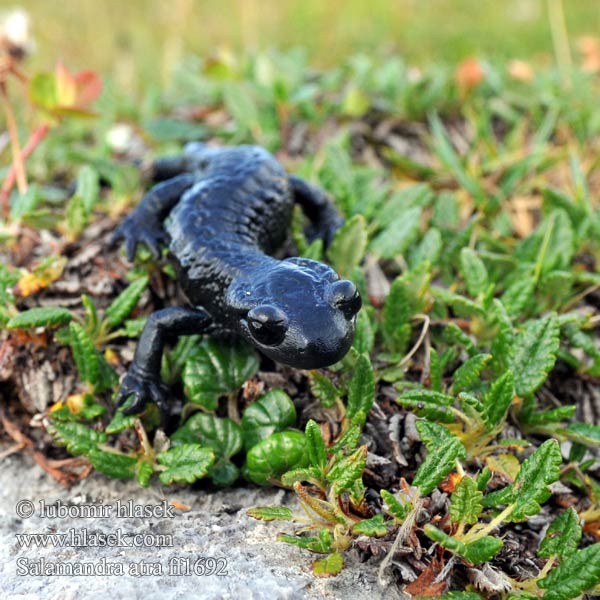 Salamandra nera Salamandre noire Alpensalamander Alpesi szalamandra
