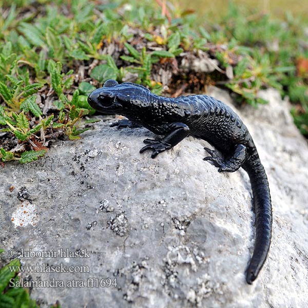 Alpesi szalamandra Salamandra čierna Mlok černý