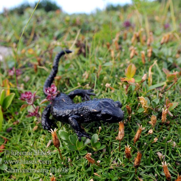 Salamandra czarna Sourd an Alpoù Crni daždevnjak