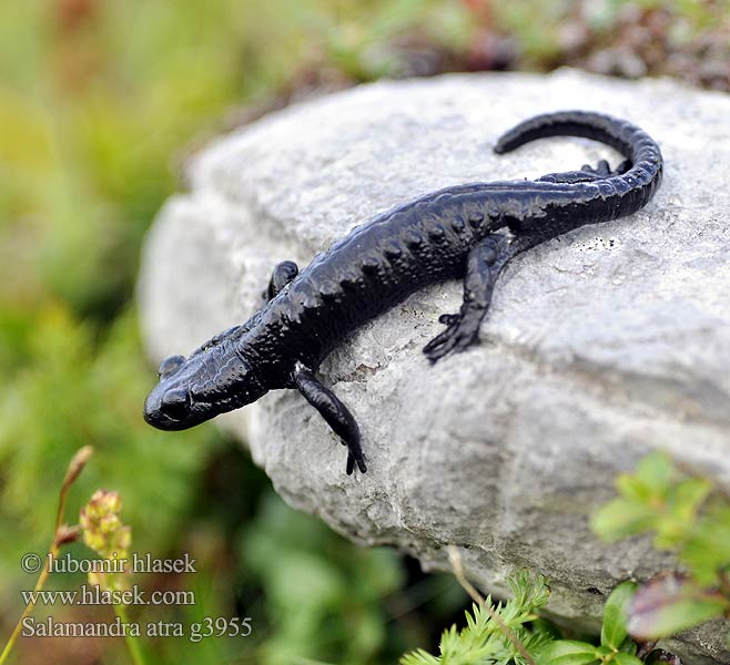 Alppisalamanteri Salamandra atra Alpen Salamander Alpine Salamander Salamandra nera