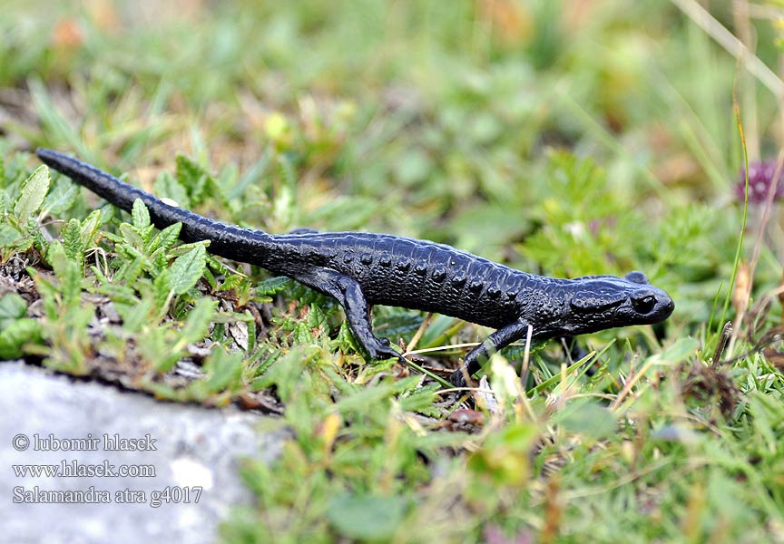 Alpine Salamander Salamandra nera Salamandre noire Alpensalamander