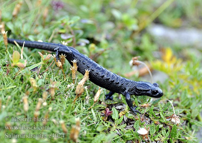 Salamandre noire Alpensalamander Alpesi szalamandra Salamandra čierna