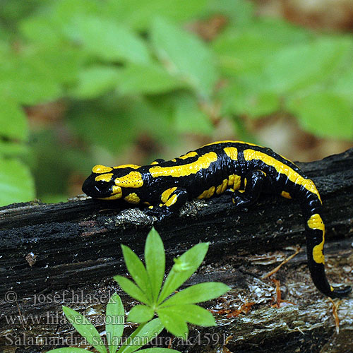 Salamandra salamandra Fire Salamander Ildsalamander