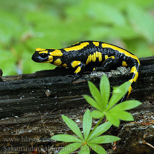 Tulisalamanteri Salamandre tachetée Vuursalamander