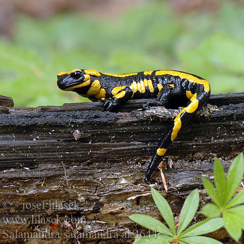 Salamandra pezzata Foltos szalamandra Feuersalamander