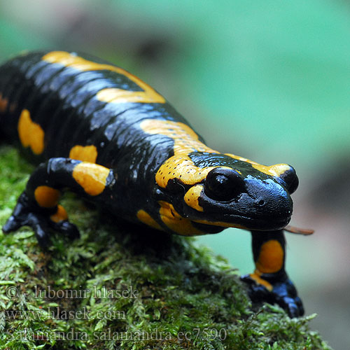 Fire Salamander Ildsalamander Tulisalamanteri Salamandre