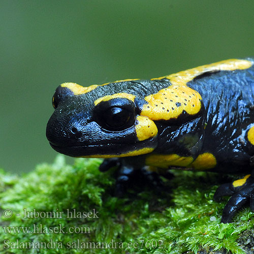 Vuursalamander Salamandra pezzata Foltos szalamandra