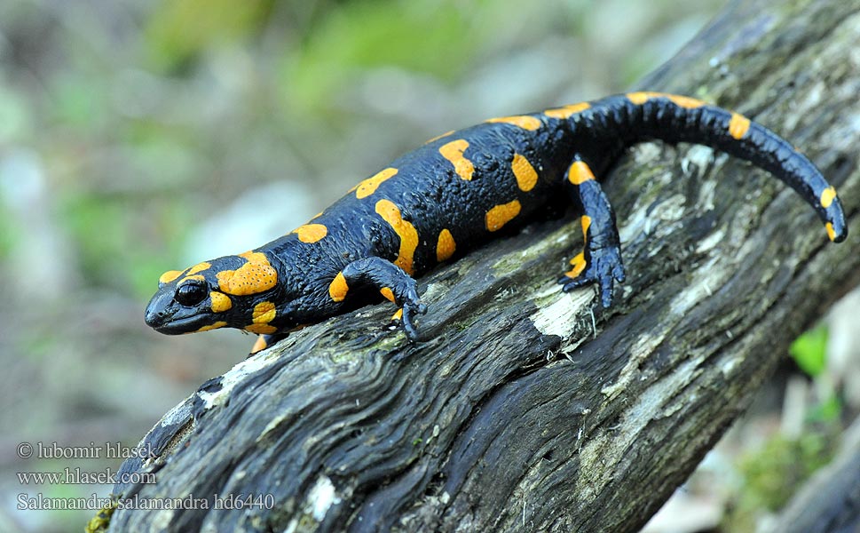 Salamandra salamandra Fire Salamander Ildsalamander