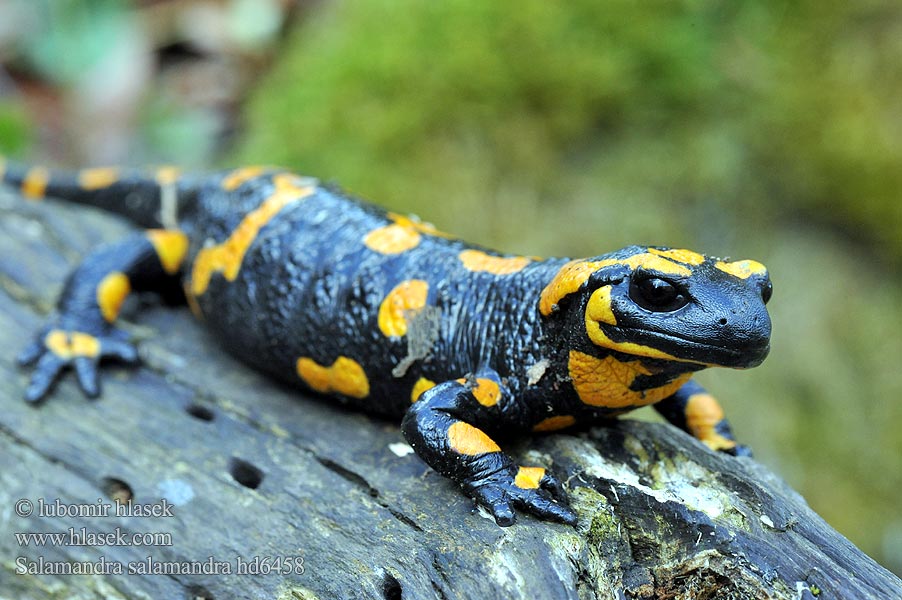 Salamandra salamandra Tulisalamanteri Salamandre tachetée