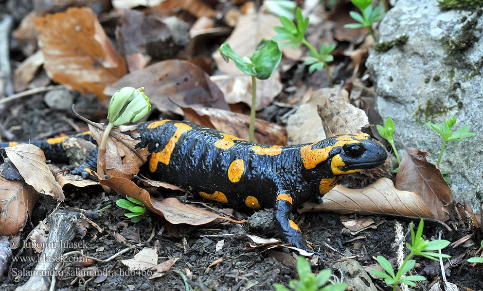 Salamandra salamandra Vuursalamander Salamandra pezzata