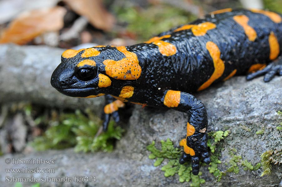 Salamandra salamandra plamista škvrnitá Mlok skvrnitý zemní