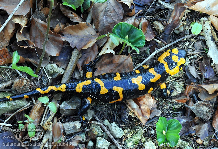 Salamandra salamandra común Eldsalamander