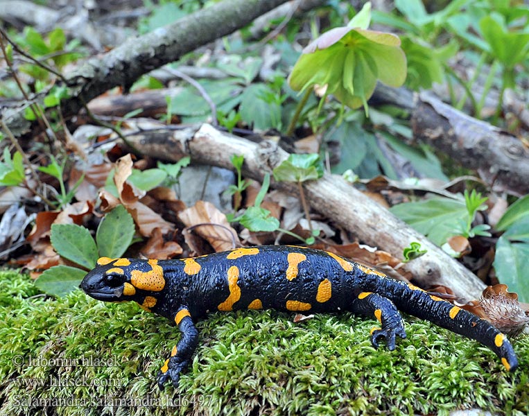 Salamandra salamandra Lekeli semender Salamander nair taclà