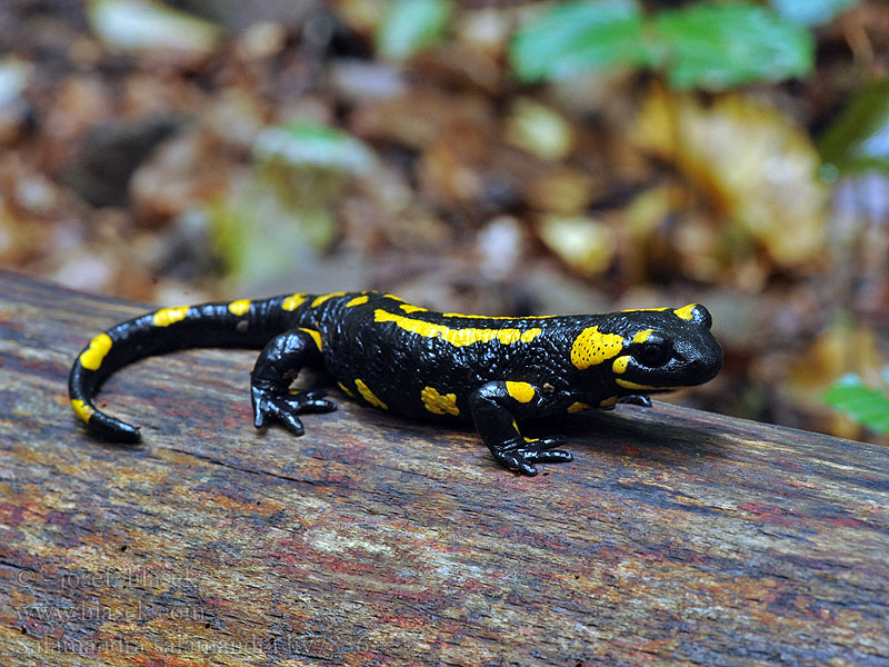 Fire Salamander Salamandra salamandra