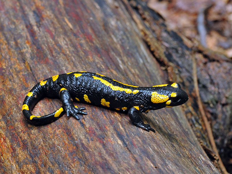 Ildsalamander Salamandra salamandra