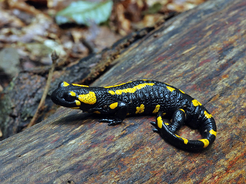 Salamandre tachetée Salamandra salamandra