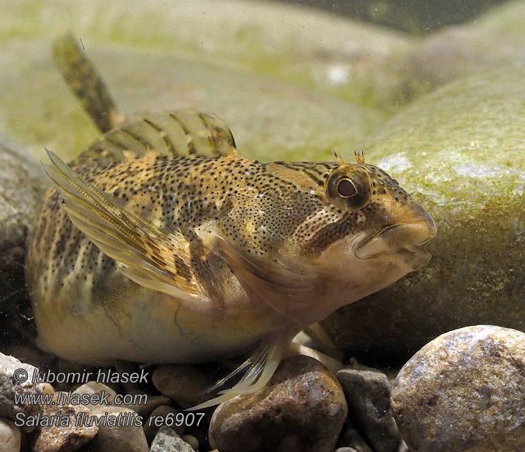 Salaria fluviatilis Freshwater blenny