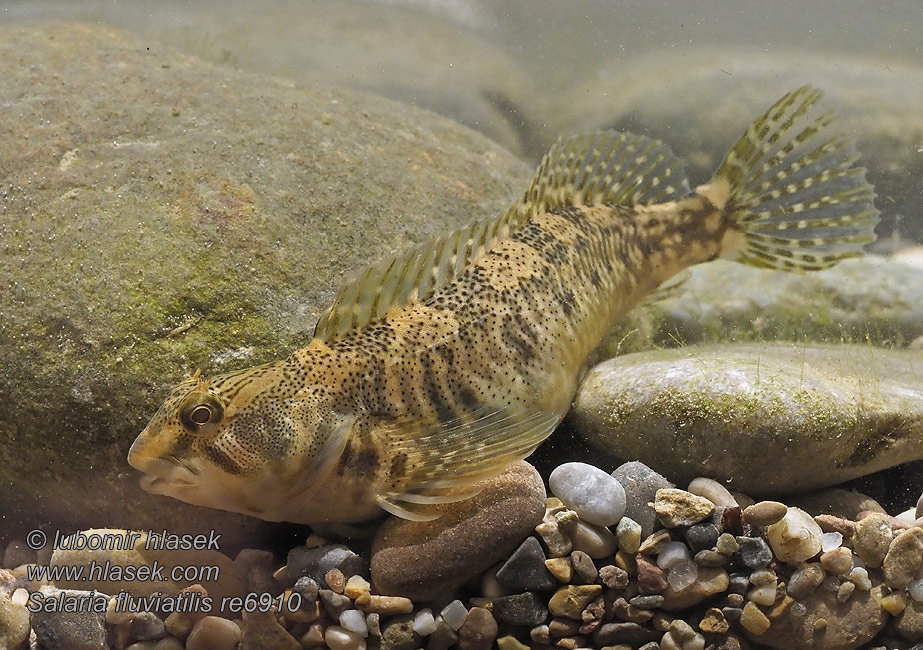 Salaria fluviatilis Fluss-Schleimfisch