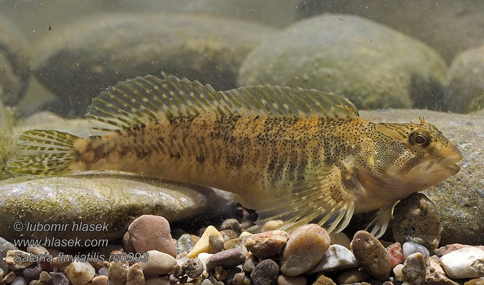 Salaria fluviatilis Pez fraile blenio río Cagnetta