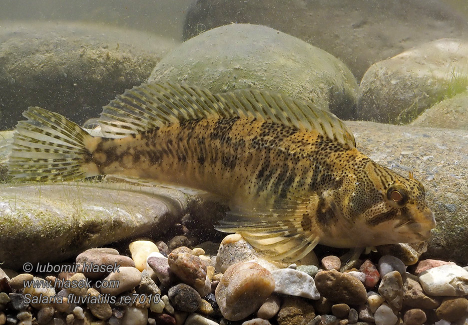 Freshwater blenny Salaria fluviatilis