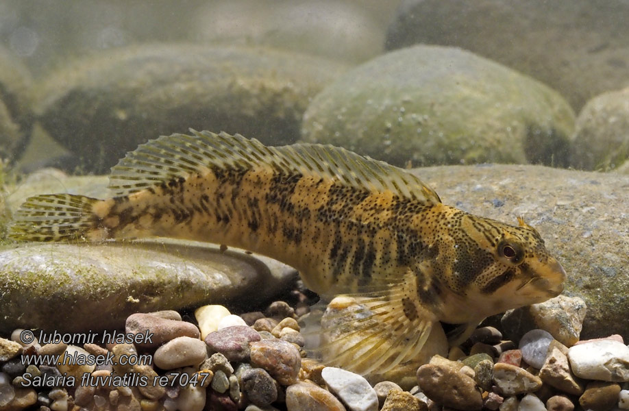 Fluss-Schleimfisch Ślizg słodkowodny Salaria fluviatilis