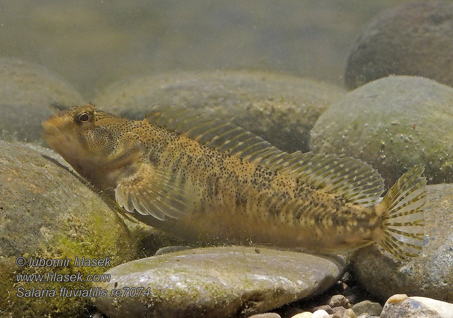 Речная собачка Flodskyggfisk Salaria fluviatilis