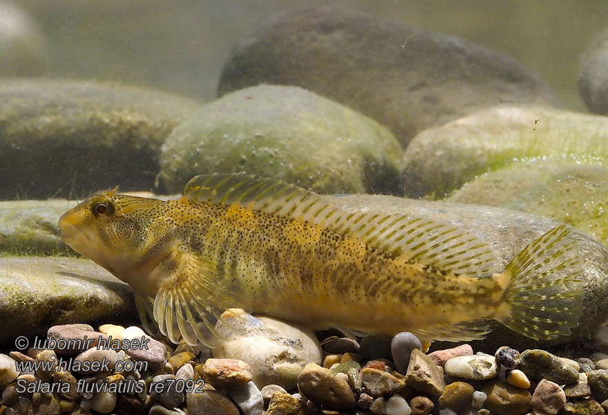 Pez fraile blenio río Cagnetta Salaria fluviatilis