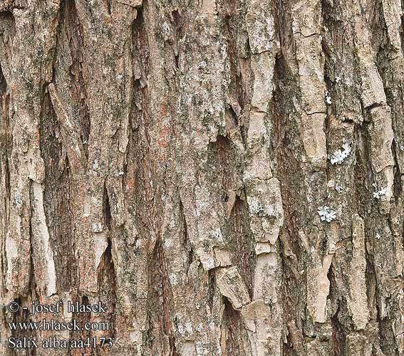 Salix alba aa4173 SK: vŕba biela CZ: vrba bílá