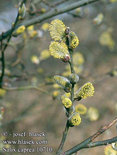 Salix caprea Willow Goat Vŕba rakytová Vrba jíva