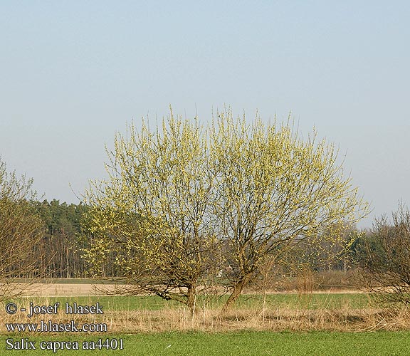 Salix caprea Willow Goat