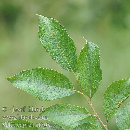 Salix caprea Willow Goat Vrba jíva