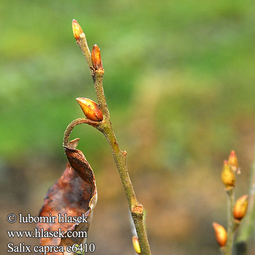 Salix caprea Sal-Weide Selje-Pil Goat Willow Raagremmelgas Raita