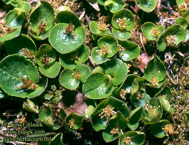 Salix herbacea Willow Dwarf least Vaivaispaju vŕba bylinná vrba bylinná Dvärgvide