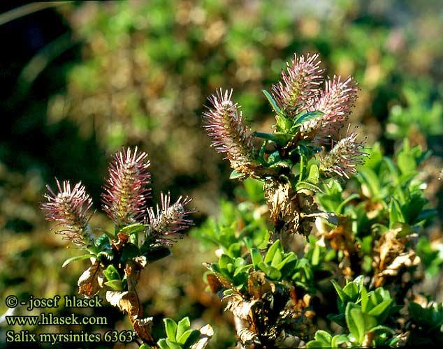 Salix myrsinites 6363 FI: Lettopaju mustikkapaju SE: Glansvide