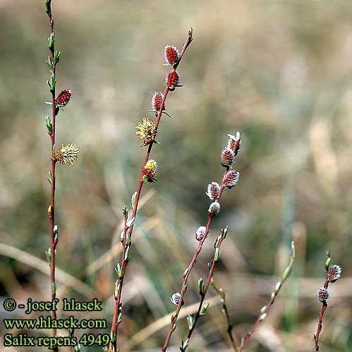 Salix repens 4949 UK: Creeping Willow FI: Hanhenpaju CZ: Vrba plazivá SE: Krypvide
